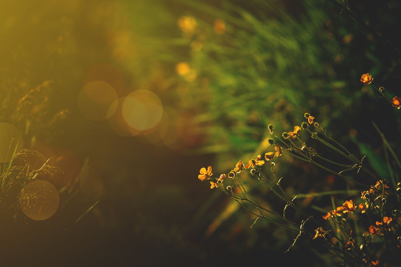 Über mich Close-up of wildflowers basking in warm evening sunlight, creating a serene and peaceful atmosphere.