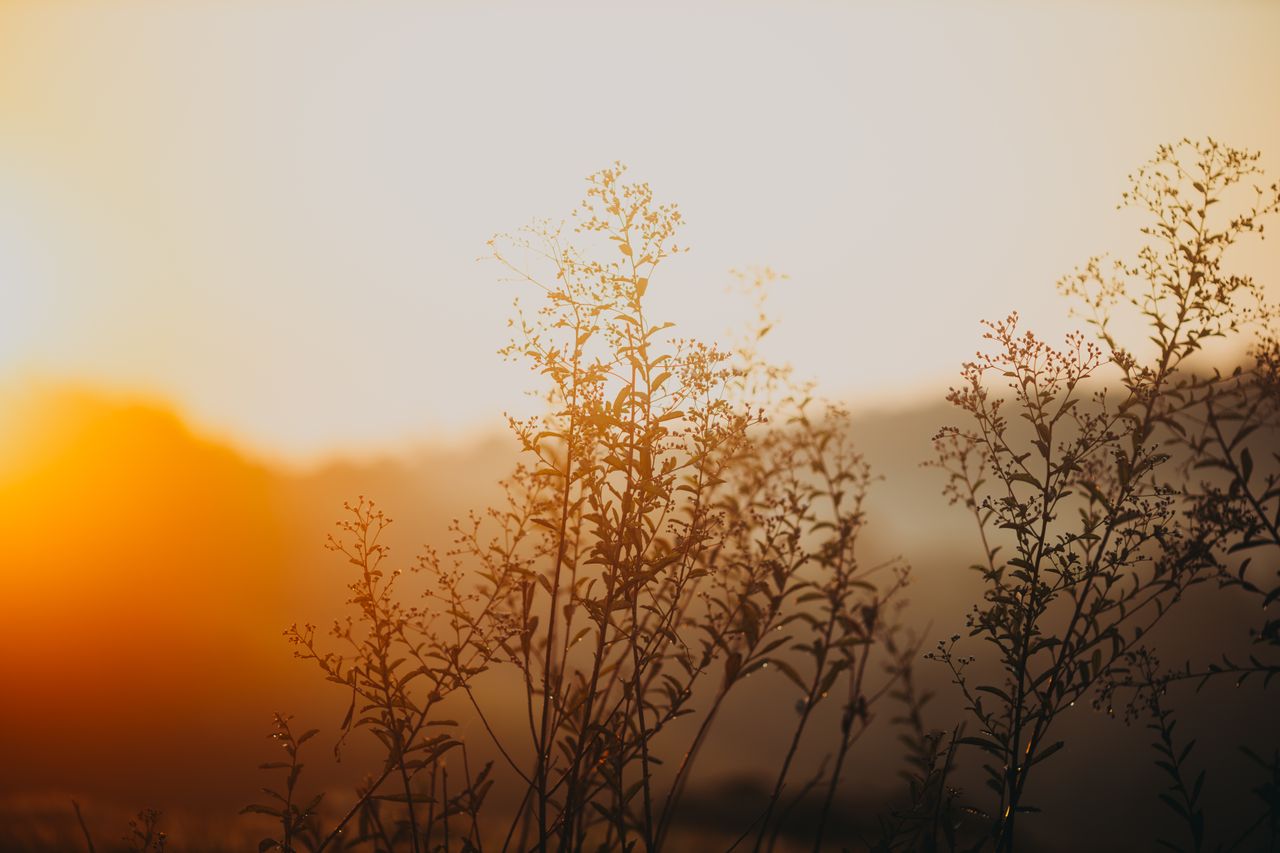 Über mich Beautiful silhouette of wildflowers at sunset with warm hues, capturing serene nature and tranquility.